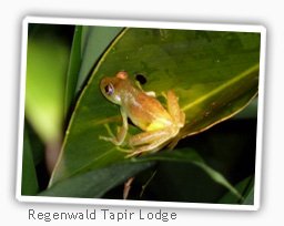 cuyabeno-ecuador