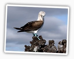 galapagos blaufusstölpel