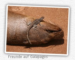 galapagos seelöwe