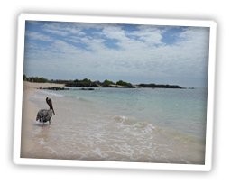 strand-galapagos-inseln