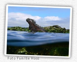 leguan galapagos