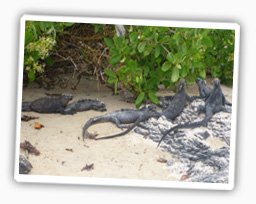 galapagos-leguan