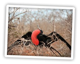 fregat-vogel-galapagos