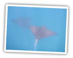Galapagos unter Wasser - Rochen