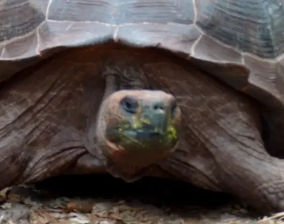 Galapagos Riesenschildkröte