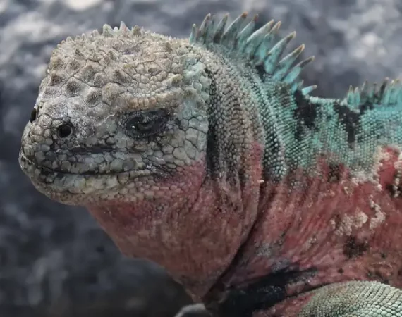 Leguan auf der Galapagos Insel Espaniola