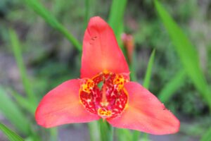 Orchideen Ecuador