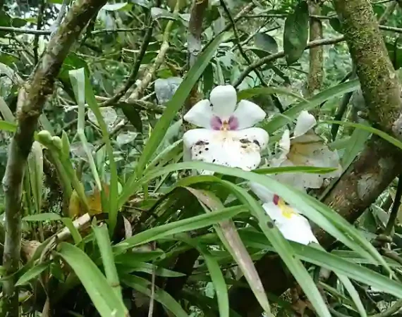 Orchidee im Regenwald