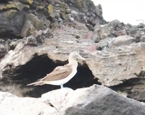 Galapagos Insel San Christobal