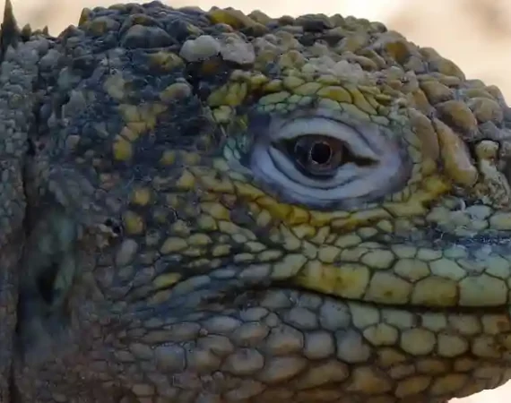 Landleguan auf Galapagos