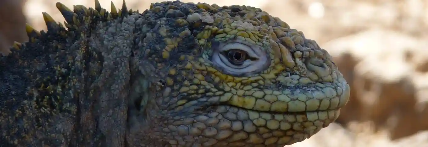 Landleguan auf Galapagos