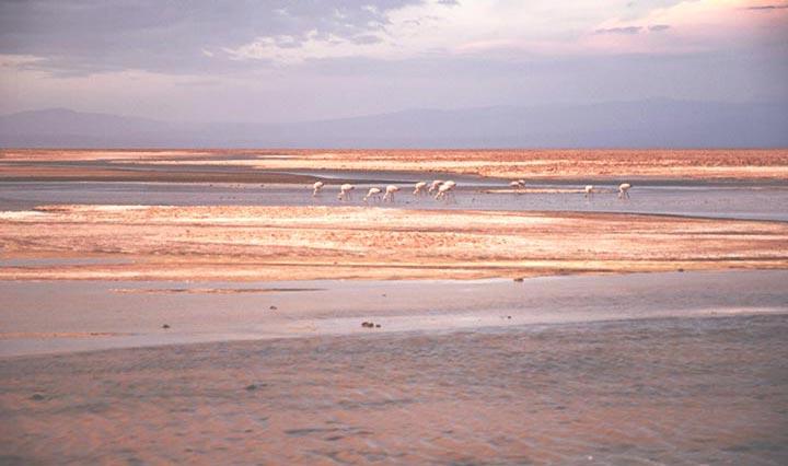 flamingos in einem Salzsee in Chile