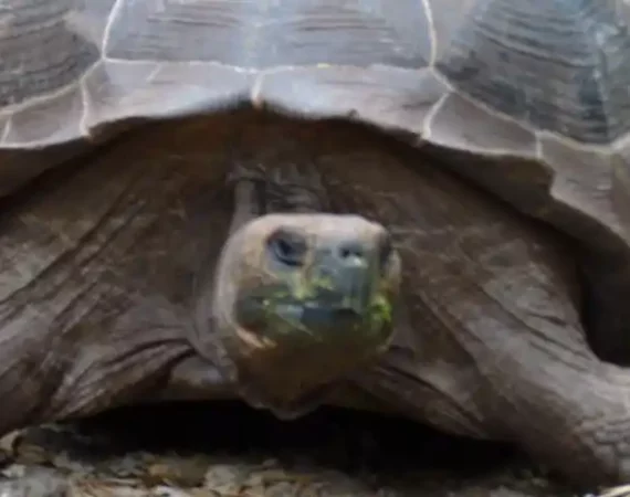 Riesenschildkröte Galapagos