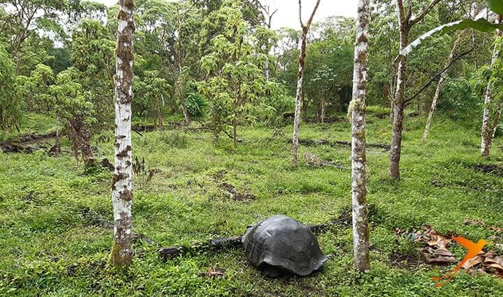 Riesenschildkröte auf Galapagos