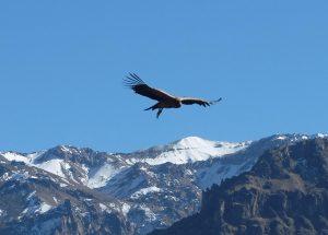 Colca Canyon Peru