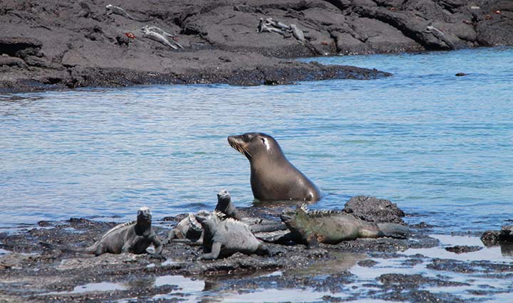 Seelöwe mit Leguanen vor der Lavaküste in Galapagos