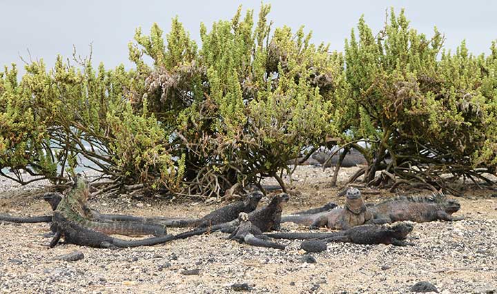 Tintoreras auf Galapagos