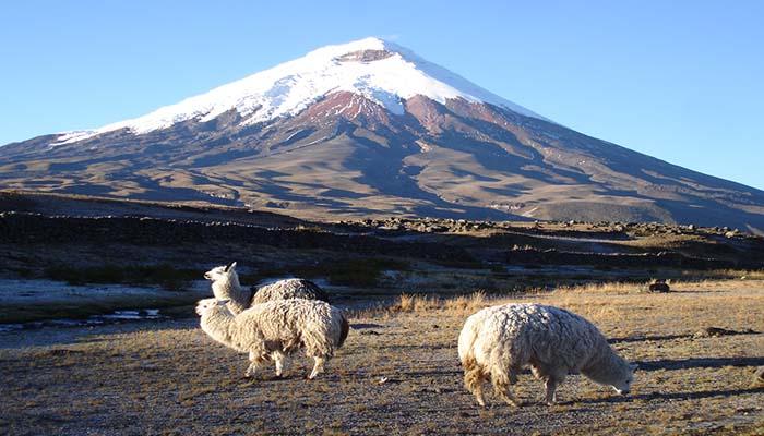 Lamas vor dem Vulkan Cotopaxi