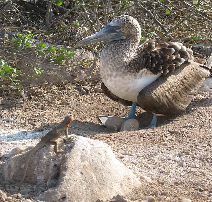 Blaufußtölpel und Echse am Suarez Point auf der Galapagos Insel Española