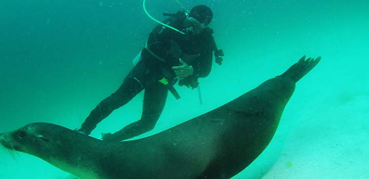 Galapagos mit Seelöwen Tauchen