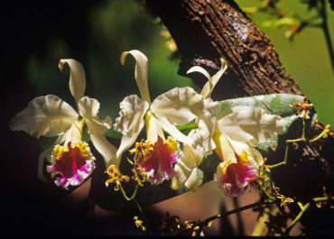 Ein Paradies für Orchideen Liebhaber und Tierbeobachter, Peru