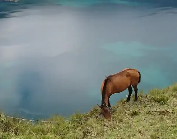 Pferd vor Quilotoa Lagune