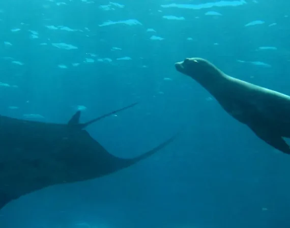 Seelöwe und Rochen im Meer