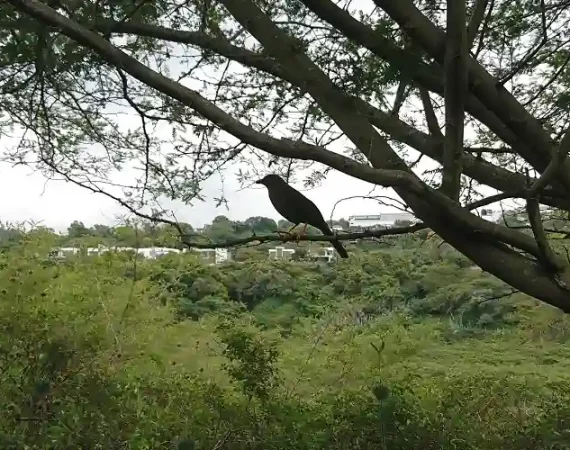 Vogel im Parque Algarrobos