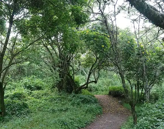 Pfad im Parque los Algarrobos