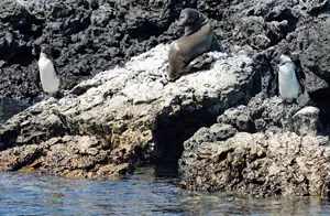 Tintoreras Isabela Insel