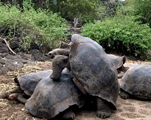 Charles Darwin Station Galapagos