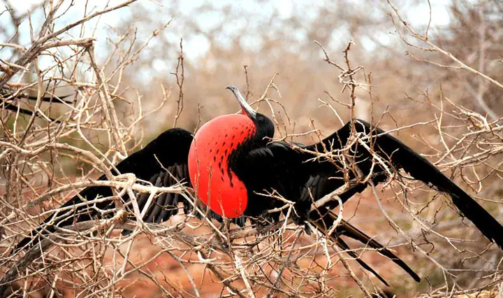 Galapagos Reisen Individuell - Vogelfregatte