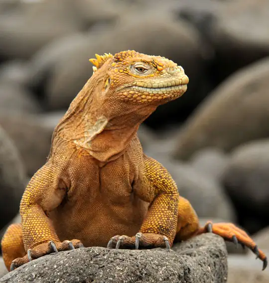 Galapagos Reisen Landleguan