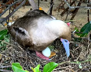 Rotfusstoelpel Genovesa Insel - Galapagos