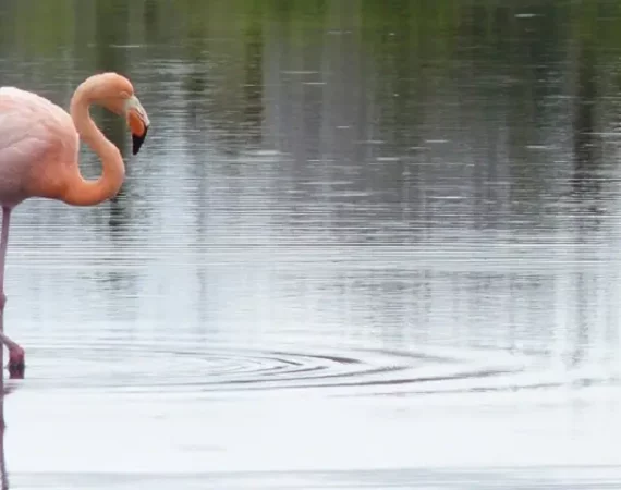 Flamingo am Dragon Hill auf Santa Cruz