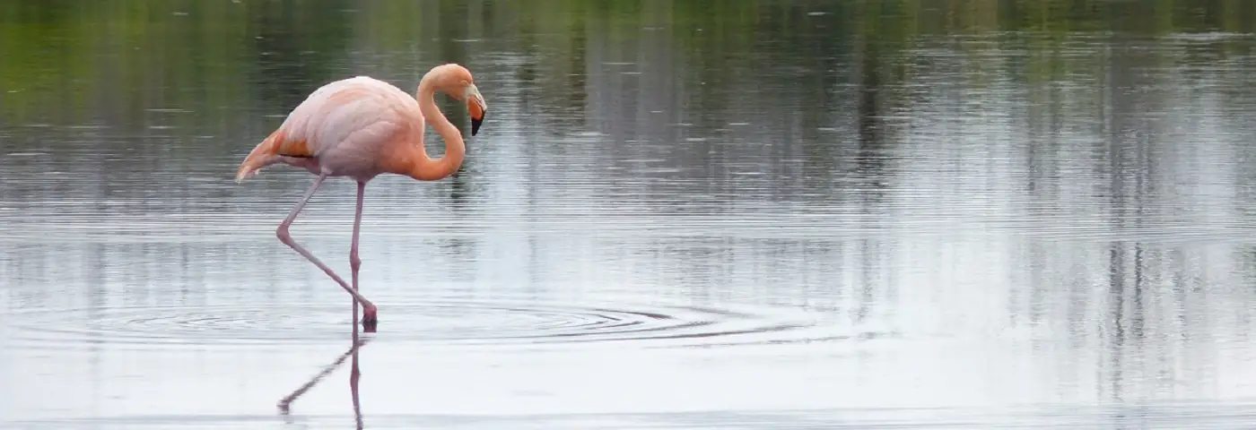 Flamingo am Dragon Hill auf Santa Cruz