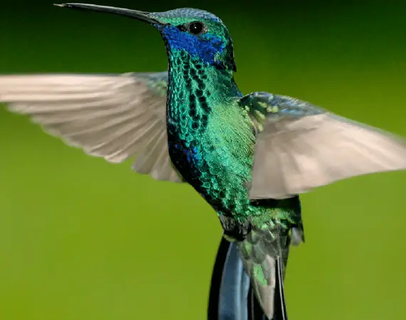 Kolibri im ecuadorianischen Nebelwald