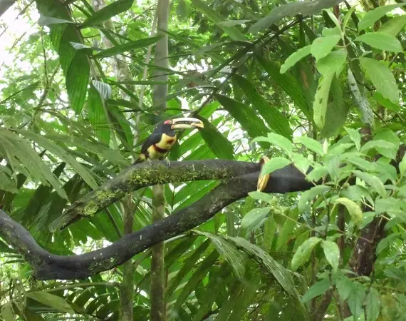 Toucan im Nebelwald von Ecuador