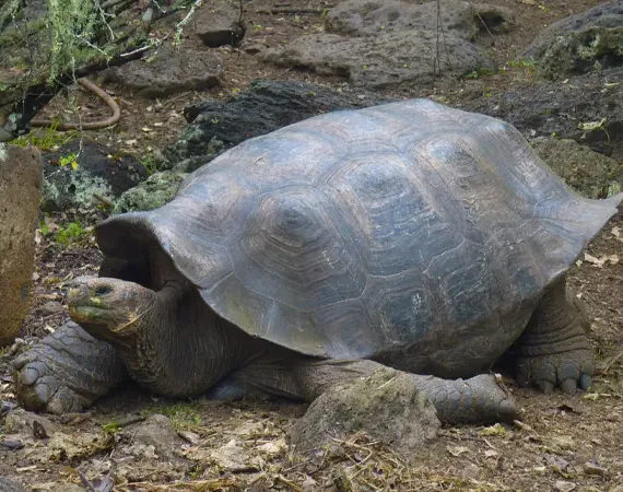 Riesenschildkröte auf Galapagos mit Sattelförmigem Panzer