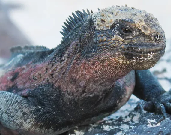 rot-graue Meerechse auf einem Felsen auf Galapagos