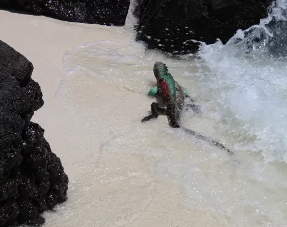 Meerechse in Wassernähe auf Galapagos
