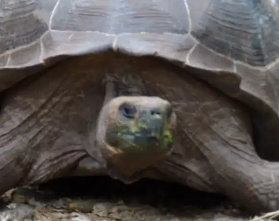 Galapagos Riesenschildkröte in der Charles Darwin Station