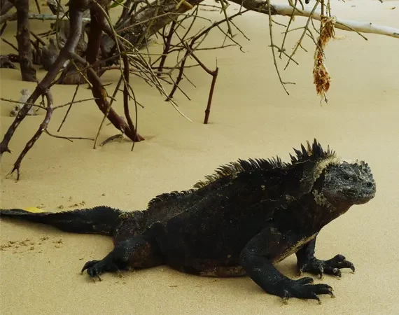 große schwarze Meerechse im Sand, Galapagos