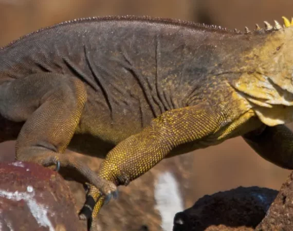 laufender Landleguan auf Felsen