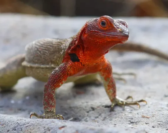 rote Lavaeidechse auf Galapagos