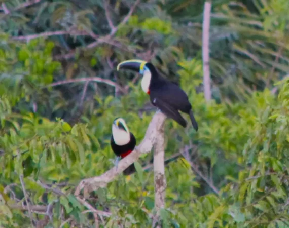 Toucan in den Bäumen von Yasuni