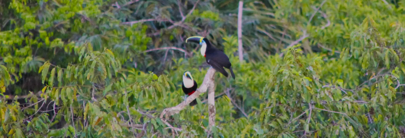 Toucan in den Bäumen von Yasuni