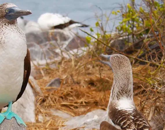 Galapagos Blaufußtölpel, Española Insel