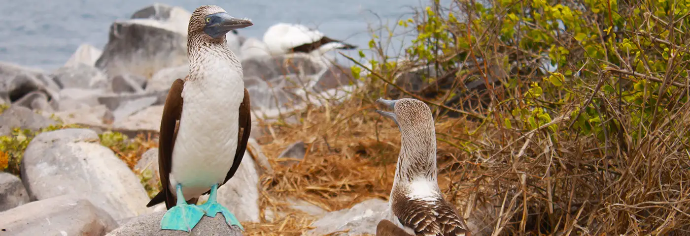 Galapagos Blaufußtölpel, Española Insel