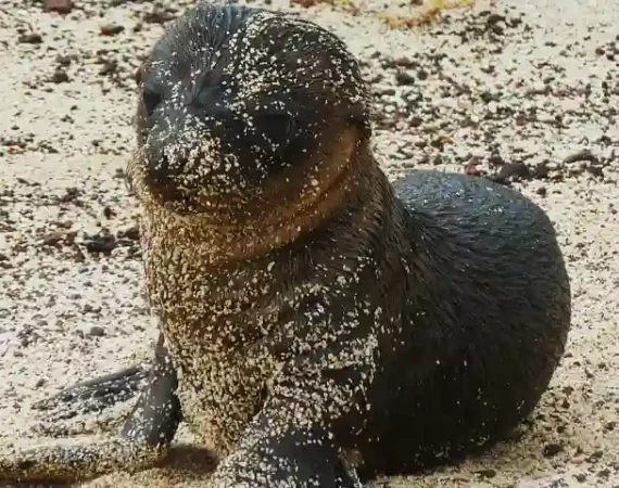 junger Seelöwe auf den Galapagos Inseln